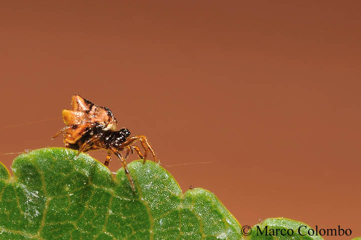 Phoroncidia paradoxa (Theridiidae)